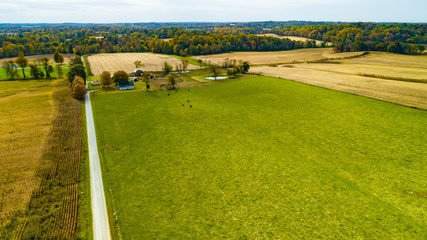 Fototapeta na wymiar landscape with cows