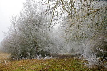 verschneite Winterlandschaft im Nebel