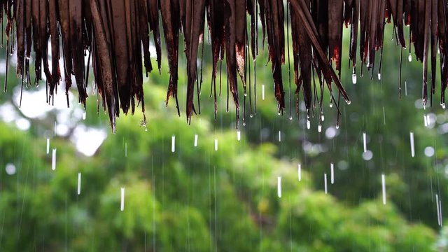 Tropical summer rain falling big rain drops falling down on straw roof in garden on the island of Zanzibar, Tanzania, east Africa, close up