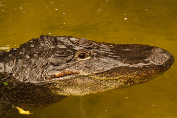 American aligator latin name Alligator mississippiensis