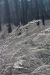 beautiful closeup of dry forest plants
