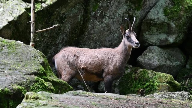 Pyrenean chamois (Rupicapra pyrenaica) standing among rocks on mountain slope in the Pyrenees