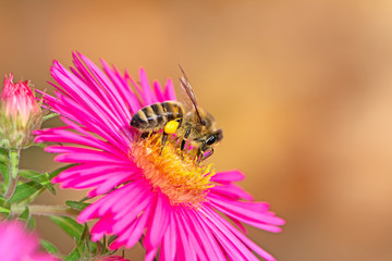 Bee Collecting Nectar on a Aster Flower