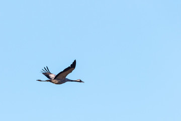 Alone crane at the sky