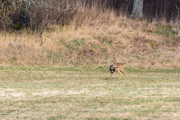 Roebuck on a field in the spring