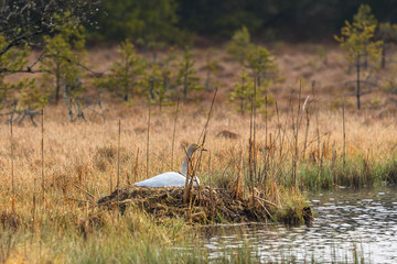 Obraz na płótnie Canvas Whooper swan lying and broods the water on the bog
