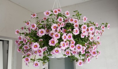 Pink Petunia on the balcony in pot on white background