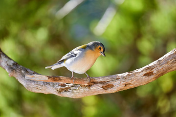 A beautiful chaffinch in Madeira Portugal