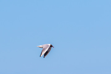 Fototapeta na wymiar Black-headed gull flying on the blue sky