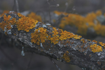 beautiful moss closeup on a tree branch