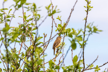 Singing Sedge warbler on a branch