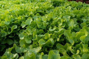 Organic green vegetables in rows on farm ,Thailand.