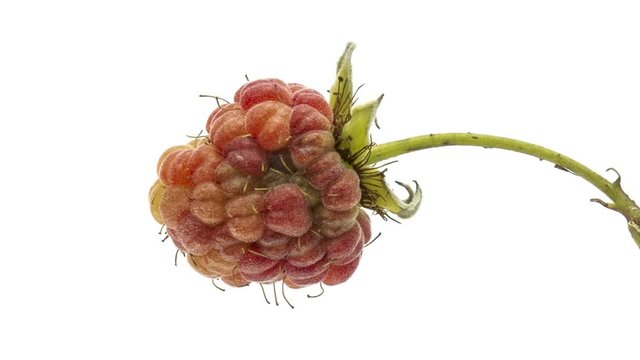 Macro timelapse video of ripening raspberries.