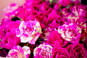 Pink roses background