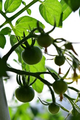 とまとトマトTometo