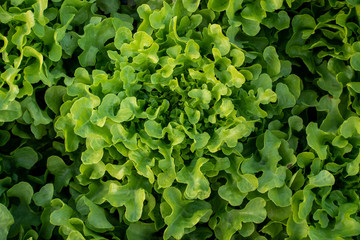 frillice iceberg, vitamin, agriculture, background, closeup, color, diet, eat, farm, farming, food, fresh, freshness, garden, green, green oak, head salad, health, healthy, hydroponic, ingredient, lac