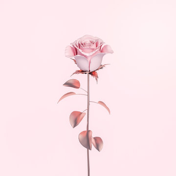 Abstract metallic sweet pink rose on pastel pink background 3d rendering. 3d illustration sweet love and Valentines Day greeting card