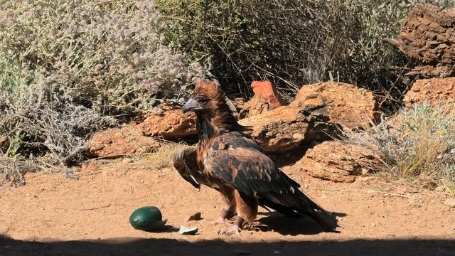 Black-breasted Buzzard, Hamirostra melanosternon, bird of prey. Cracking an emu egg with a stone to eat inside. Desert Park at Alice Springs in the Northern Territory, Central Australia.