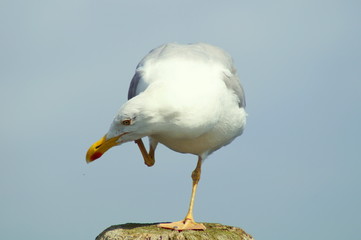 Ich habe es vergessen, aber gleich fallt es mir wieder ein