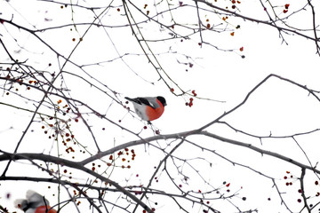winter wild bird with a red belly bullfinch sitting on babies on a white background