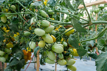 Ripe red and green tomatoes on tomato tree in the thai garden.