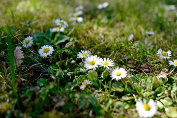 beautiful daisies on green grass in the sunshine