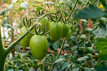 Ripe red and green tomatoes on tomato tree in the thai garden.