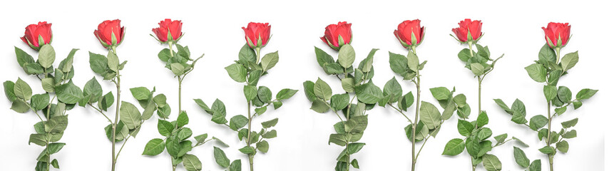  Red roses strung together isolated on white background banner panorama long