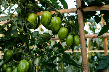 Ripe red and green tomatoes on tomato tree in the thai garden.