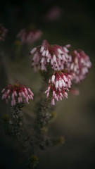 dlores bonbitas de color lila rosado