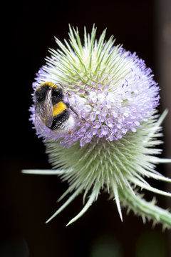 Closeup of a bumblebee (Bombus spec.) on Wild Teasel flowers (Dipsacus fullonum / sylvestris)