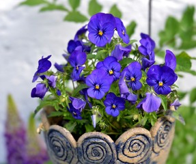 purple pansies in a pot