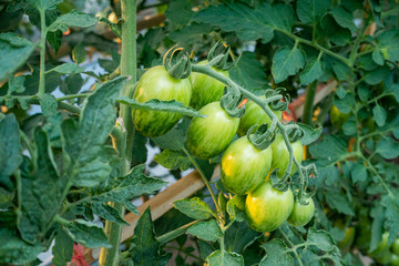 Ripe red and green tomatoes on tomato tree in the thai garden.