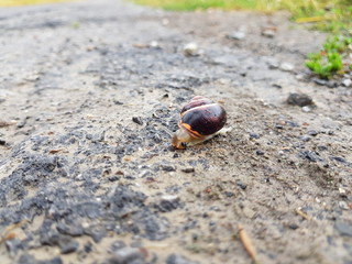 Schnecke