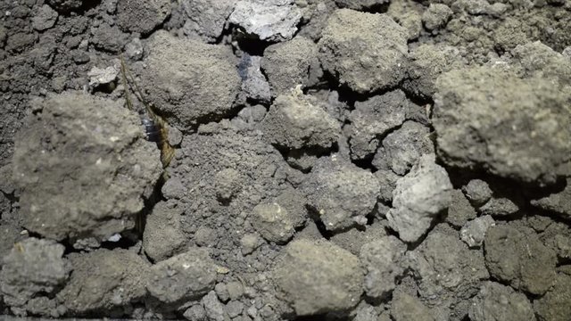 A terrible insect appears from under the soil, land, ground ... 
