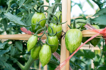 Ripe red and green tomatoes on tomato tree in the thai garden.