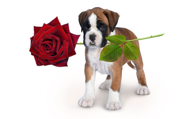 Boxer 390