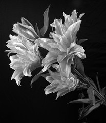 Double Oriental Lily Flowers, Close-up, Black & White