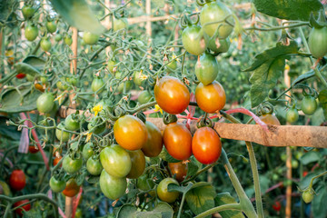 Ripe red and green tomatoes on tomato tree in the thai garden.