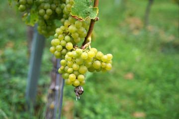 Grapes from the wine-growing region on the Danube photographed in detail