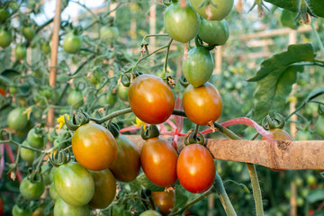 Ripe red and green tomatoes on tomato tree in the thai garden.