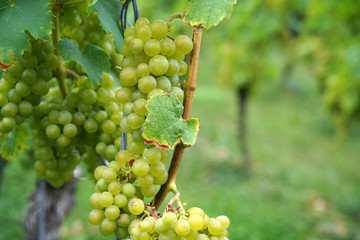 Grapes from the wine-growing region on the Danube photographed in detail