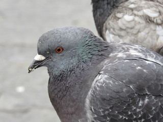 Close up of pigeons on the streets of Florence, Italy 