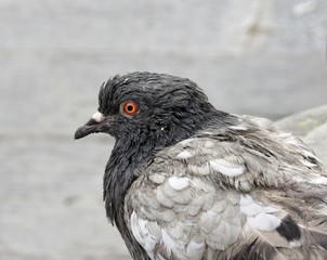 Close up of pigeons on the streets of Florence, Italy 