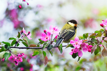 natural with a small chickadee sitting on an Apple branch with pink flowers in a may Sunny garden