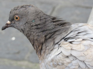 Close up of pigeons on the streets of Florence, Italy 