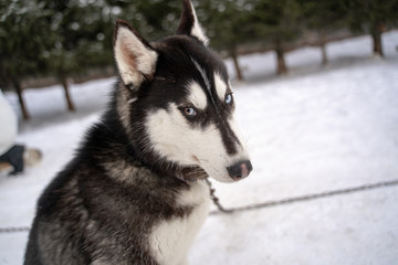 Siberian husky dog homeless in shelter on a walk outside in the winter in sunny weather