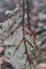 beautiful closeup of a dry forest leaf
