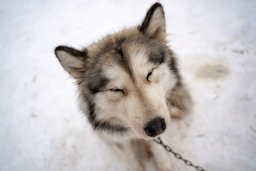Siberian husky dog homeless in shelter on a walk outside in the winter in sunny weather