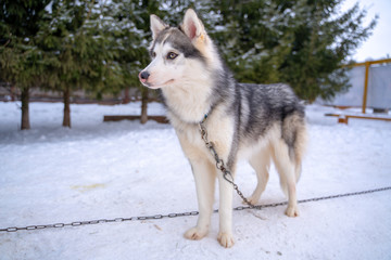 Siberian husky dog homeless in shelter on a walk outside in the winter in sunny weather